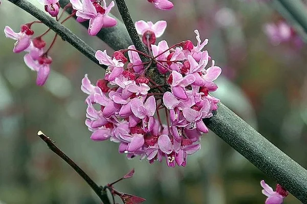 Cercis canadensis 'Forest Pansy'