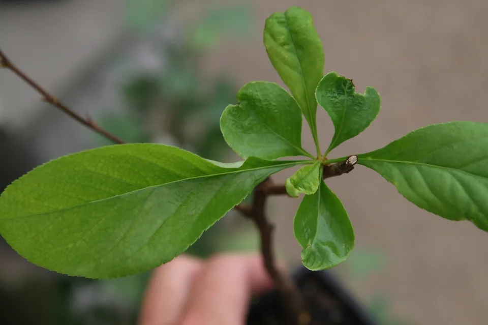 Leaves