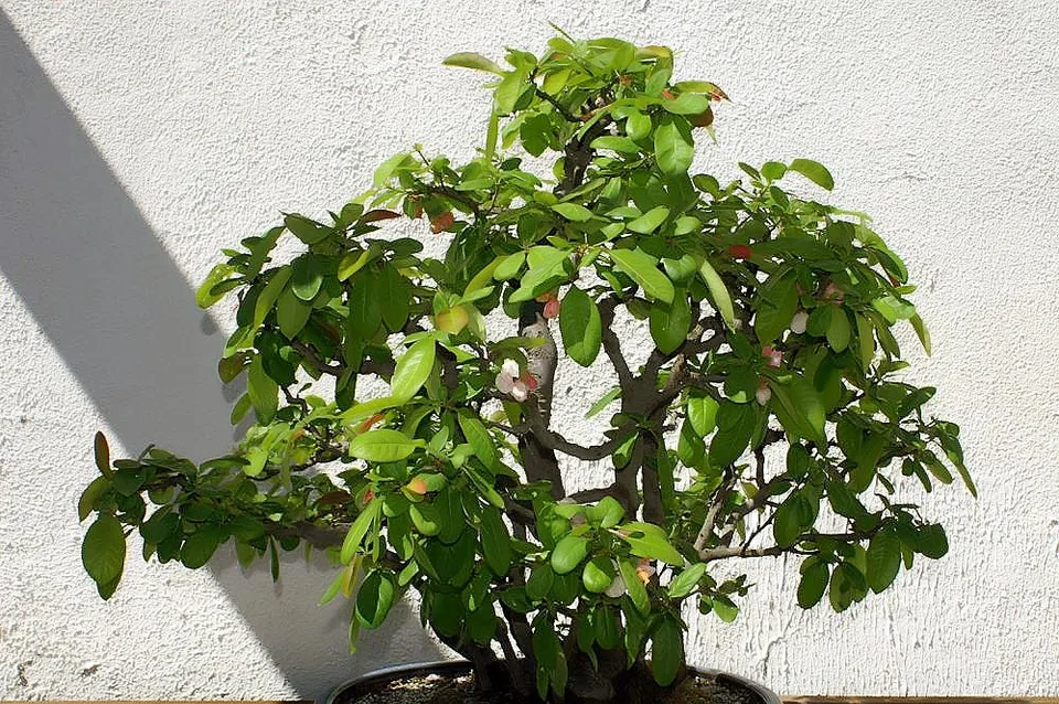 Form