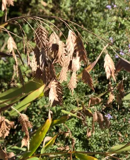 Inland Sea Oats — Flowers - November - Wake Co., NC