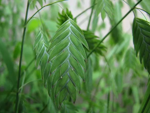 Inland Sea Oats — Chasmanthium latifolium seed head