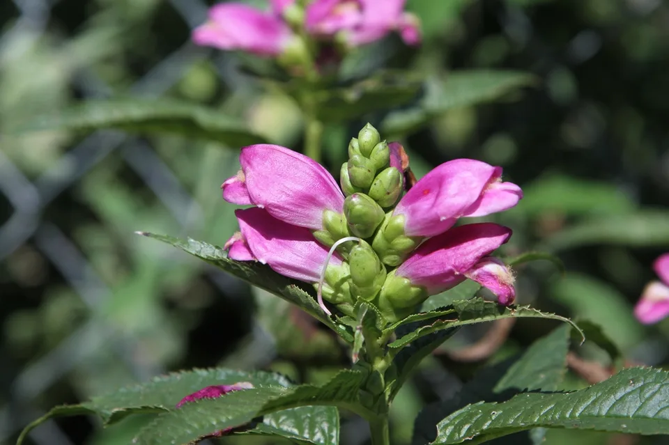 Chelone lyonii