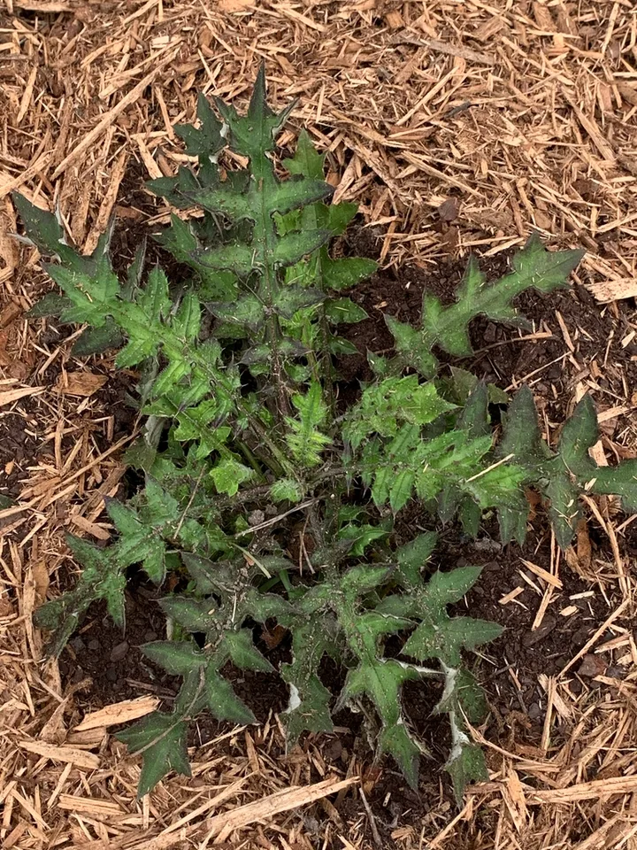 Leaves of basal rosette