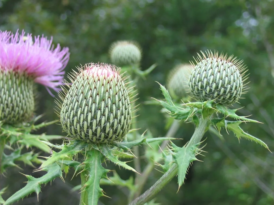 Flowers and buds