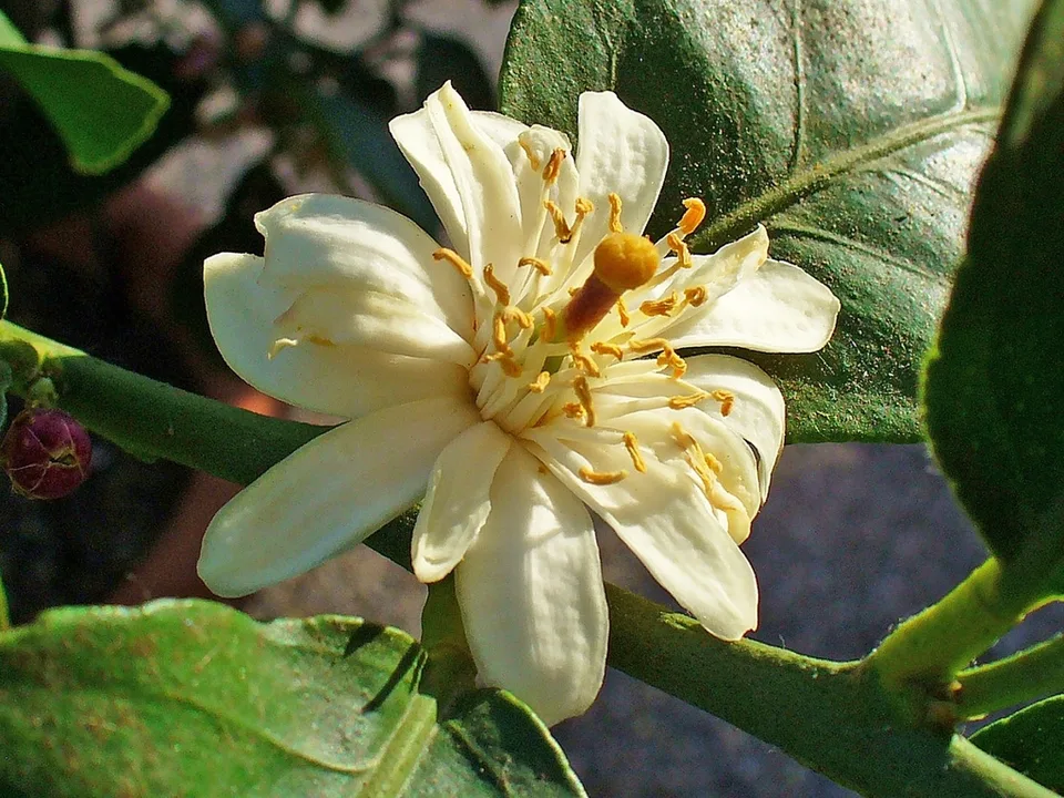 Lemon Foliage — Flower