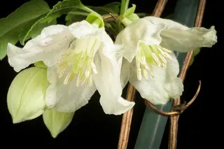 Close-up of two white flowers.