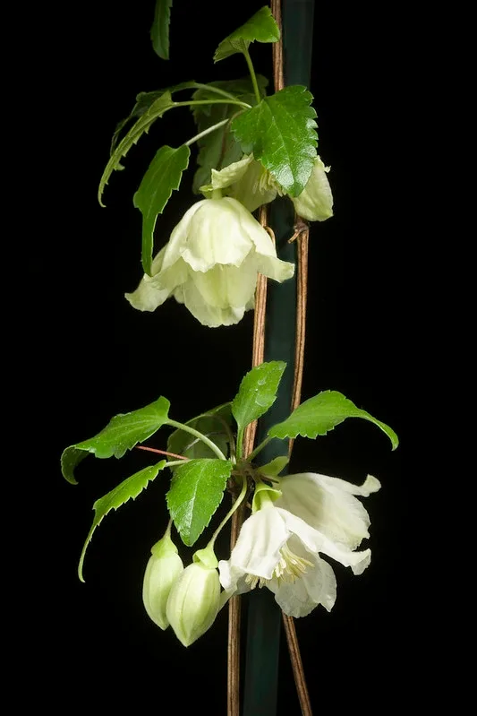 White flowers on a vining stem.