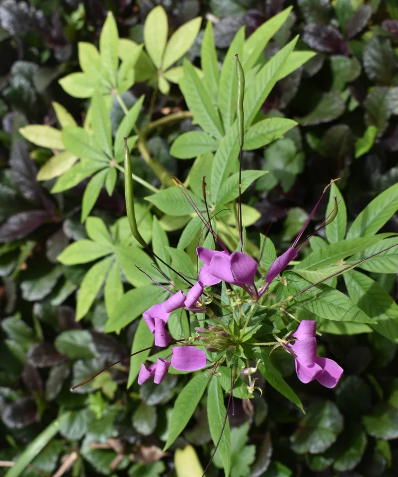 Flower - Aug. 16, Warren Co., NC