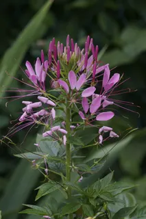 Closeup of pink flower with long stamens
