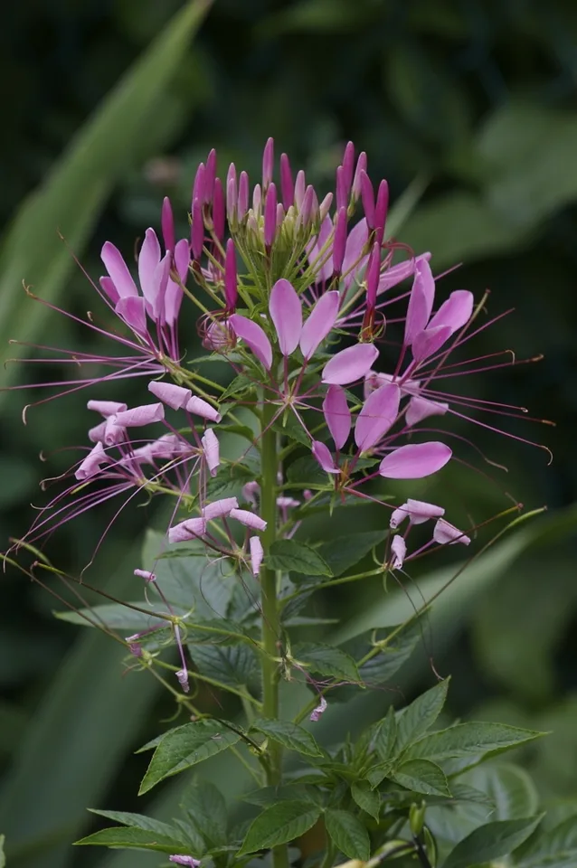 Closeup of pink flower with long stamens