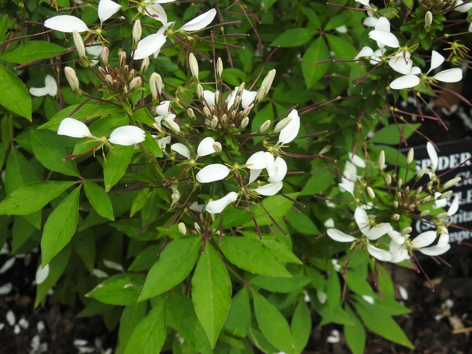 Señorita Blanca Cleome — Flowers