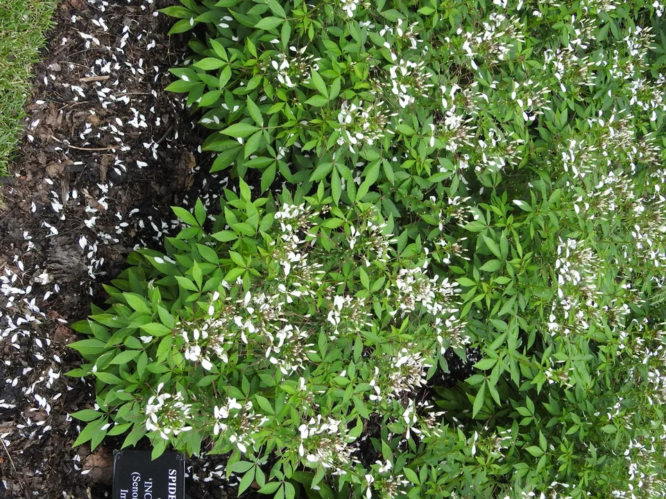Señorita Blanca Cleome — Form