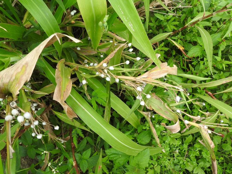 leaves and flowers