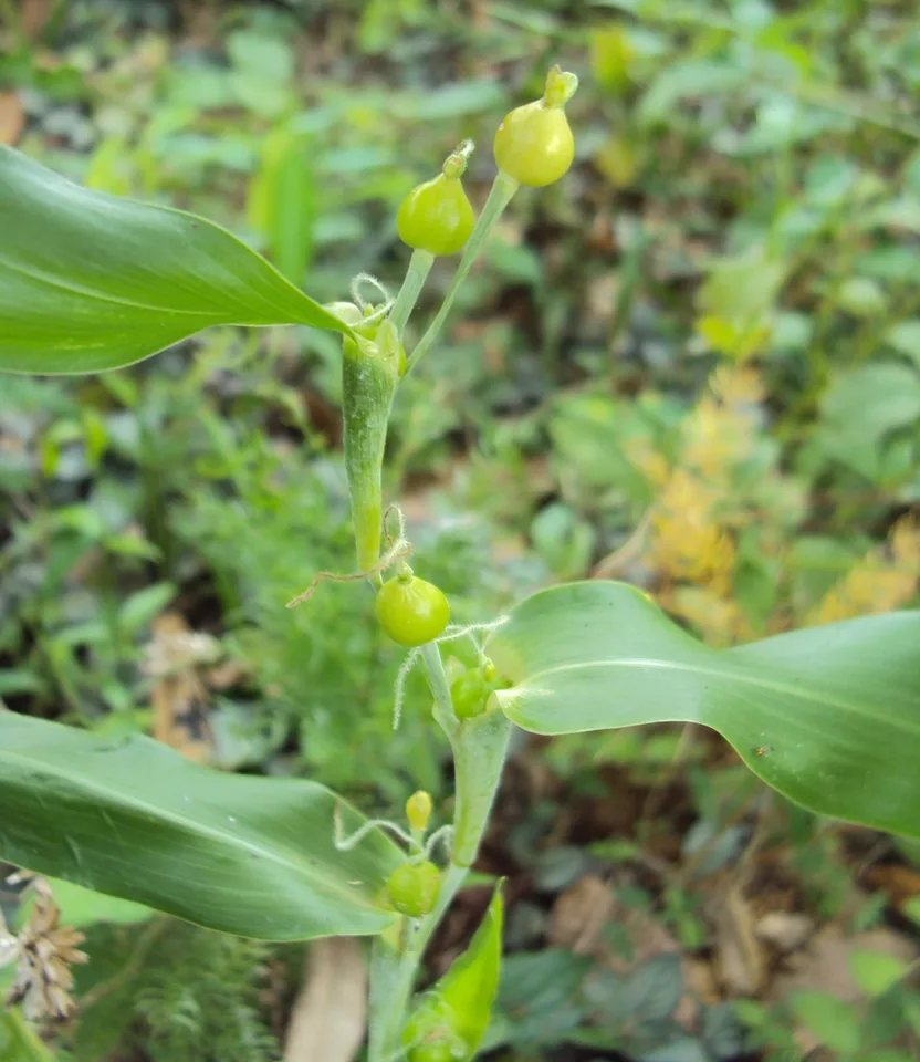 leaves and flowers