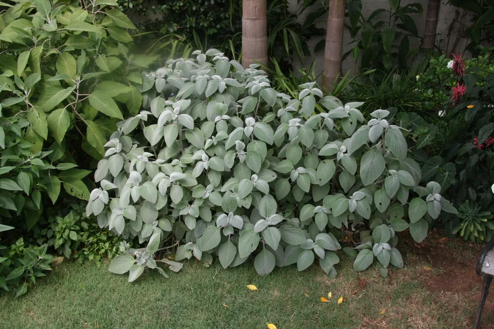 Silver Coleus — Form