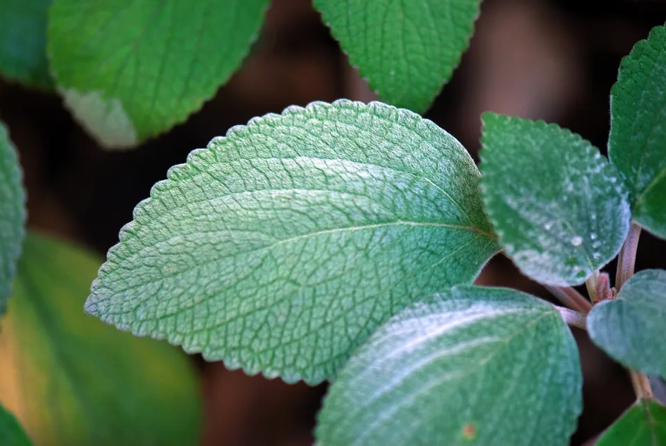 Silver Coleus — Close up of leaf