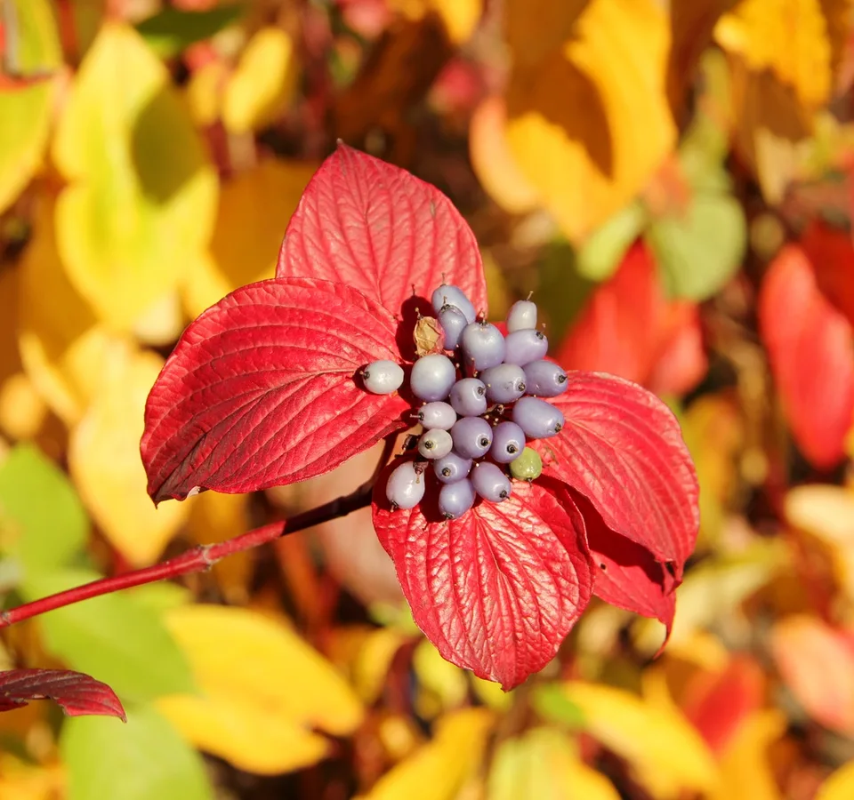 leaves and flowers