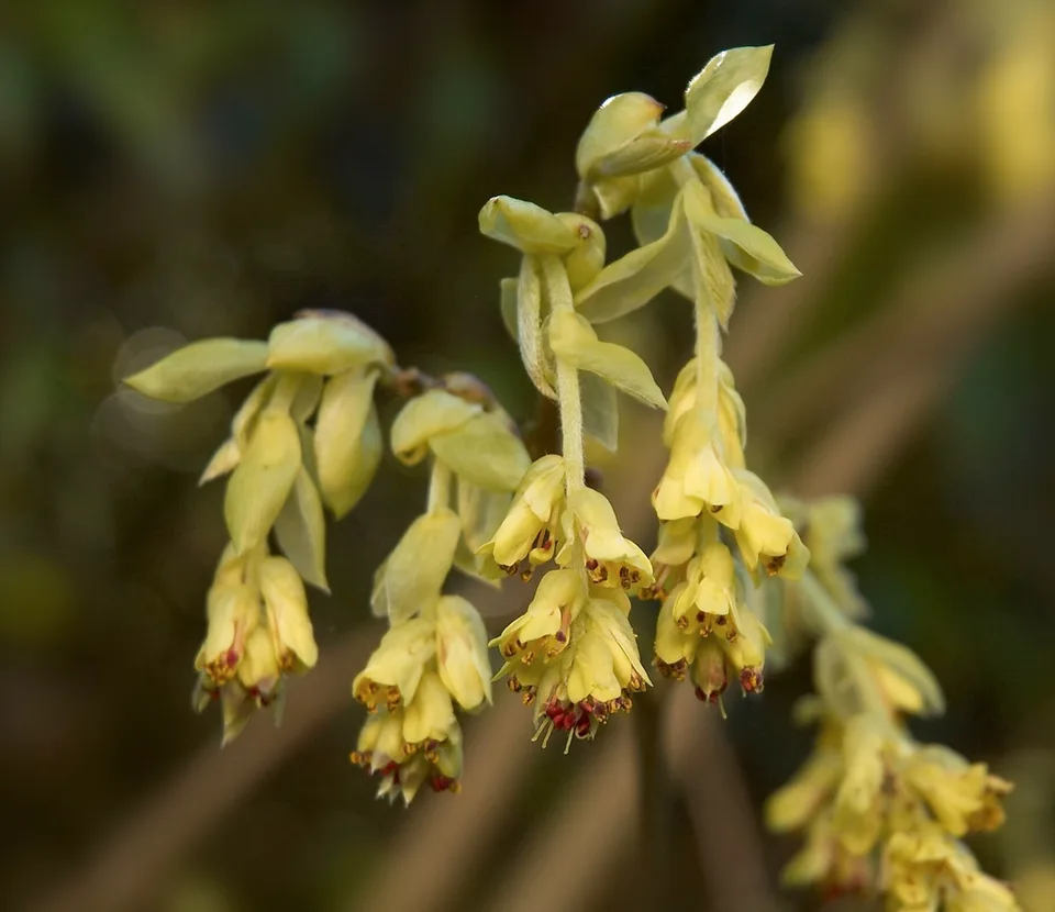Buttercup Winterhazel — flowers