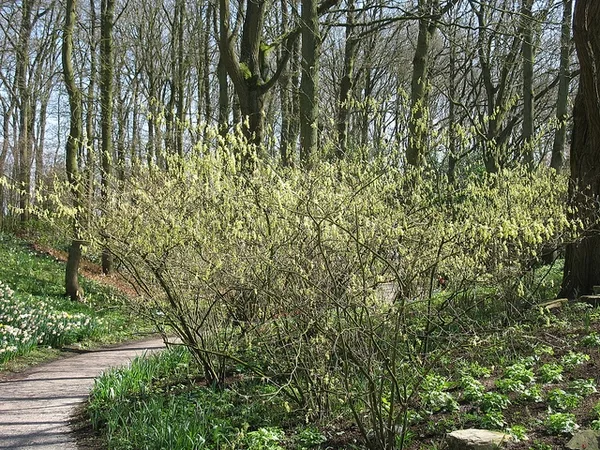 Buttercup Winterhazel — leaves and flowers