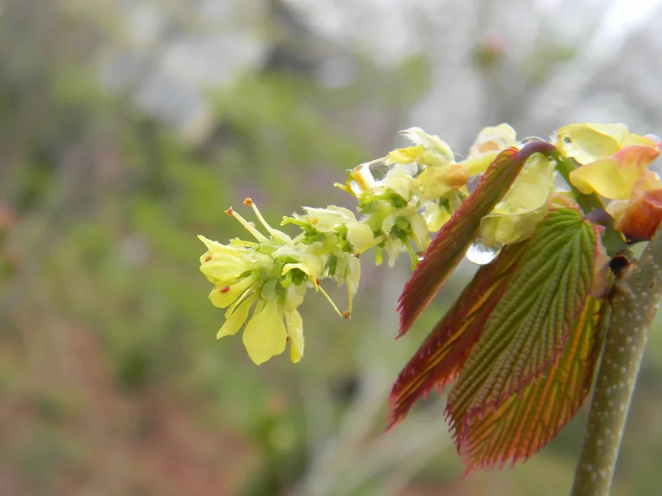 Spike Winterhazel — Flowers (Buncombe County, NC)