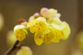 Spike Winterhazel — Flower close up