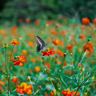 Cosmos sulphureus