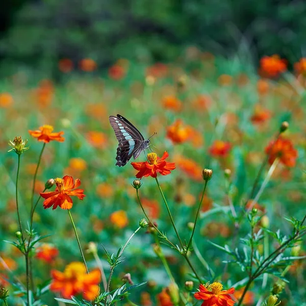 Cosmos sulphureus