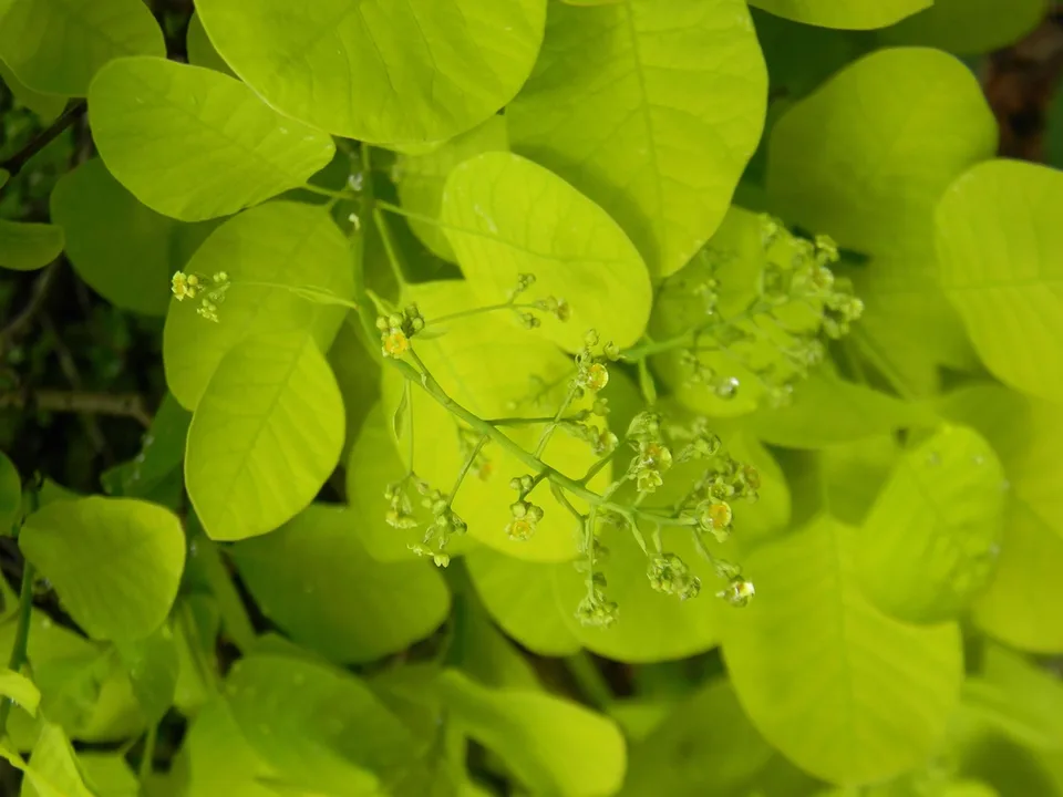 Golden Spirit Smokebush — Flower buds and leaves (Buncombe County, NC)