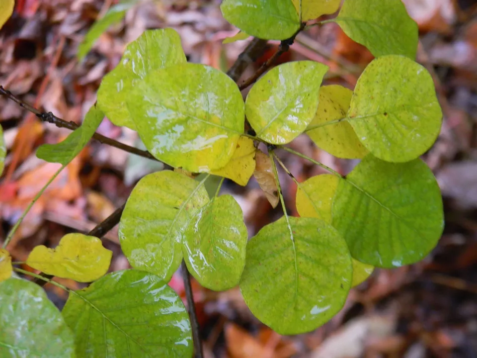 Golden Spirit Smokebush — Leaves Close-Up (Buncombe County,NC)