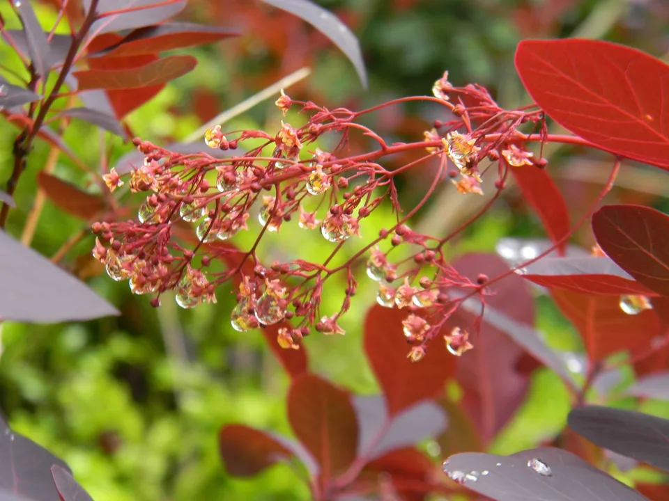 Royal Purple Smokebush — Flower buds (Buncombe County, NC)