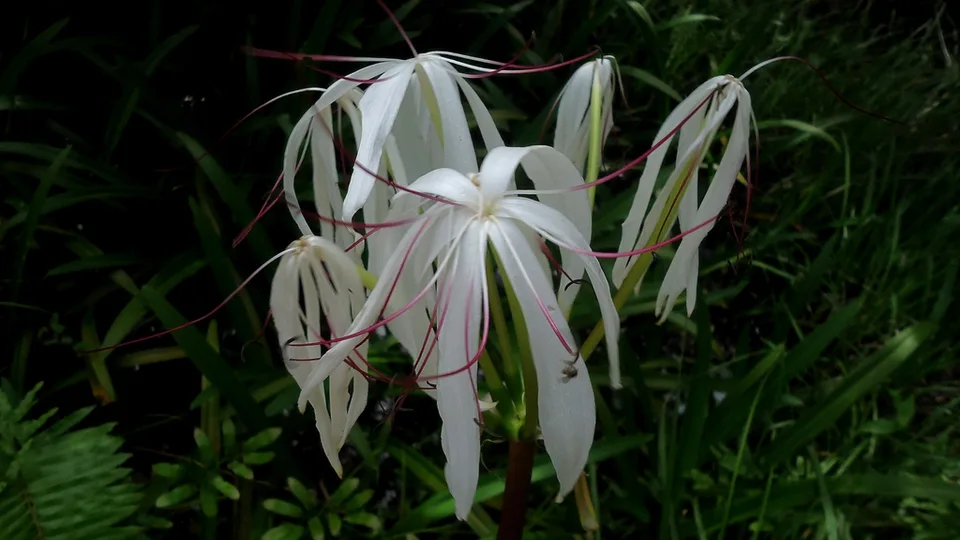 Close up of flower