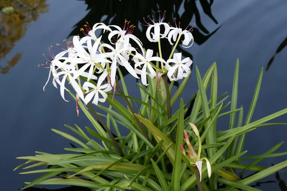 Form