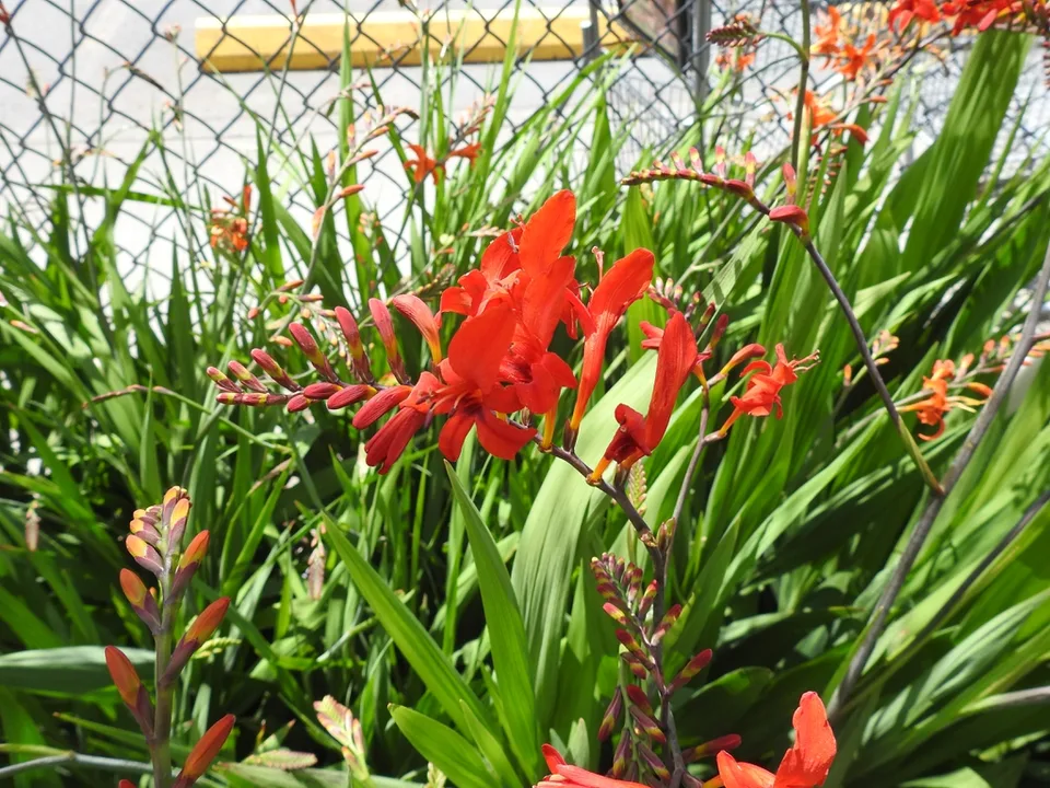 Branched inflorescences with orange flowers.