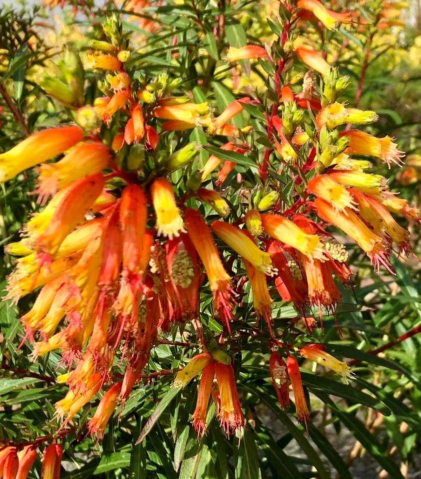Flowers, late fall, Wake Co. NC