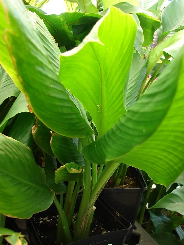 Turmeric Flower — Foliage and habit.