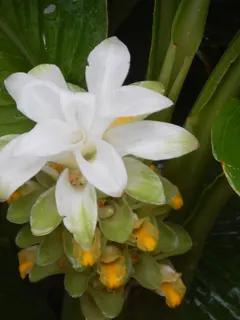 Turmeric Flower — Flower stalk with white bracts and yellow flowers.