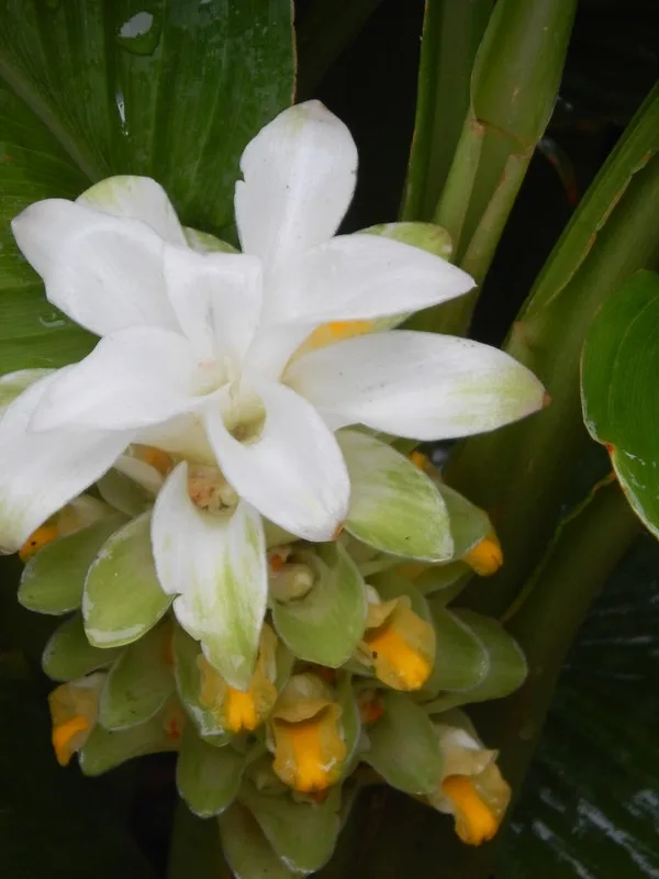 Turmeric Flower — Flower stalk with white bracts and yellow flowers.