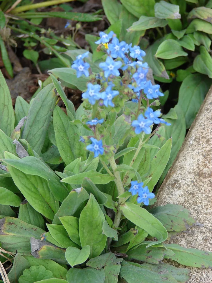 Cynoglossum amabile