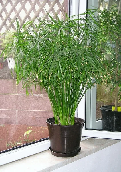 Umbrella Palm — Cyperus alternifolius