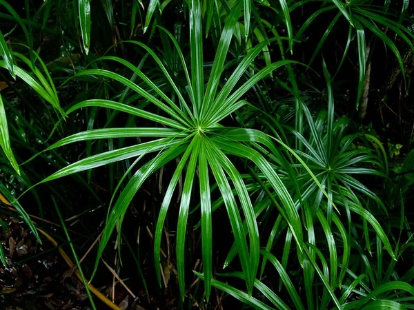Umbrella Palm — Cyperus alternifolius