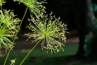 Cyperus prolifer