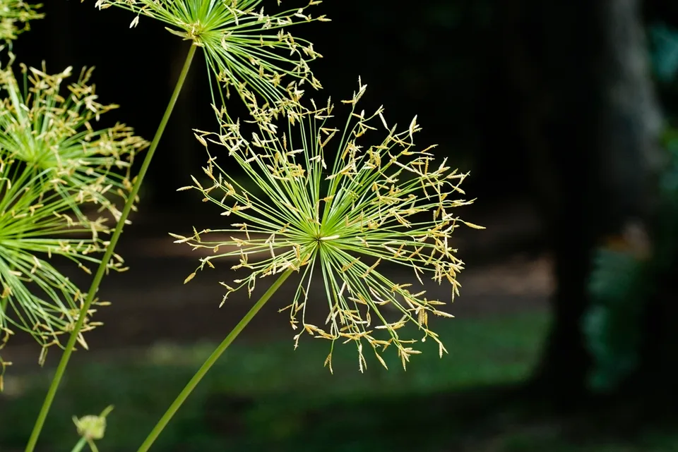 Cyperus prolifer