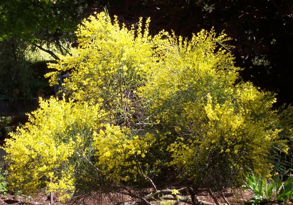 Form of 'All Gold'