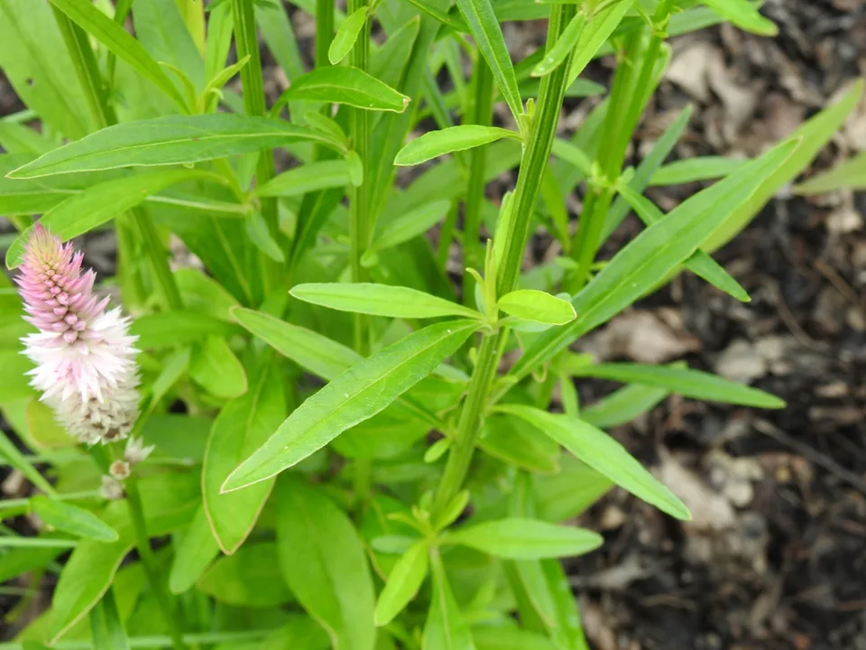 Celosia spicata