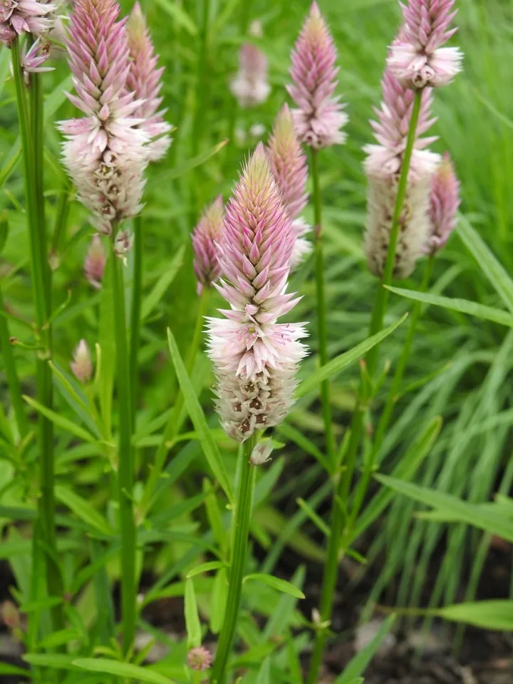 'Flamingo Feather' pink feathery blooms.