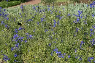 Form in bloom in mass planting at Longwood Gardens in May