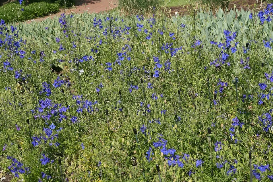 Form in bloom in mass planting at Longwood Gardens in May