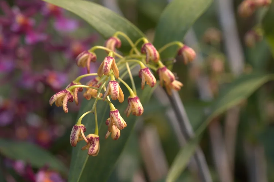 Dendrobium gracilicaule
