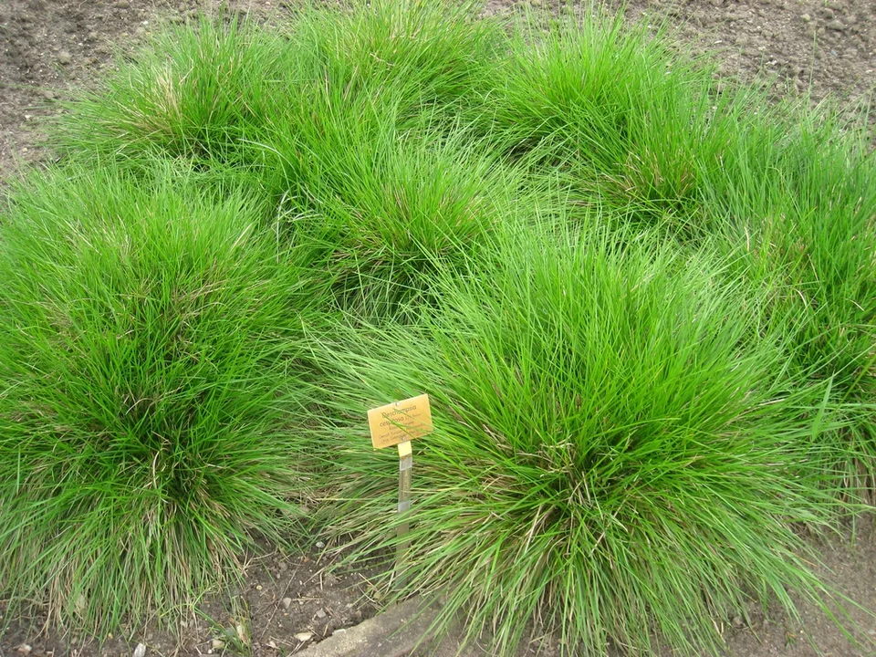 Form