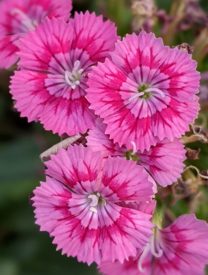 Jolt Pink dianthus